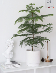 深度剖析余姚植物租摆设计，尽享绿色之美