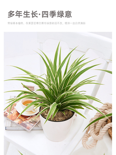 借助奉化盆景租摆，让空间瞬间焕发生机