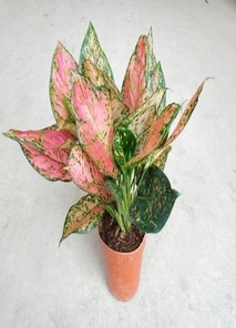 想知道宁波北仑花卉出租价？这里有答案！