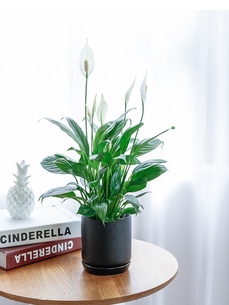 关于鄞州绿植出租价格，你必须知道！