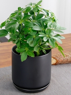 海曙花木租摆价格