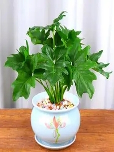 奉化花木租摆，让绿植为空间注入独特活力