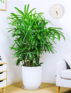 镇海植物出租方案来袭，轻松扮靓你的环境