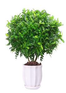 想知道北仑花卉出租方案？这里有惊喜