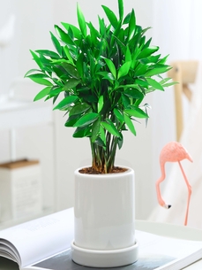 “解锁宁波前湾盆景出租设计，营造独特氛围验