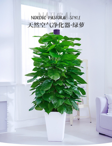 探寻宁波花卉租摆设计，定制专属绿植天地